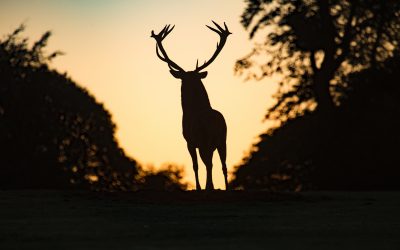 deere in the headlights